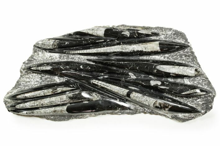 Polished Fossil Orthoceras (Cephalopod) Plate - Morocco #372656